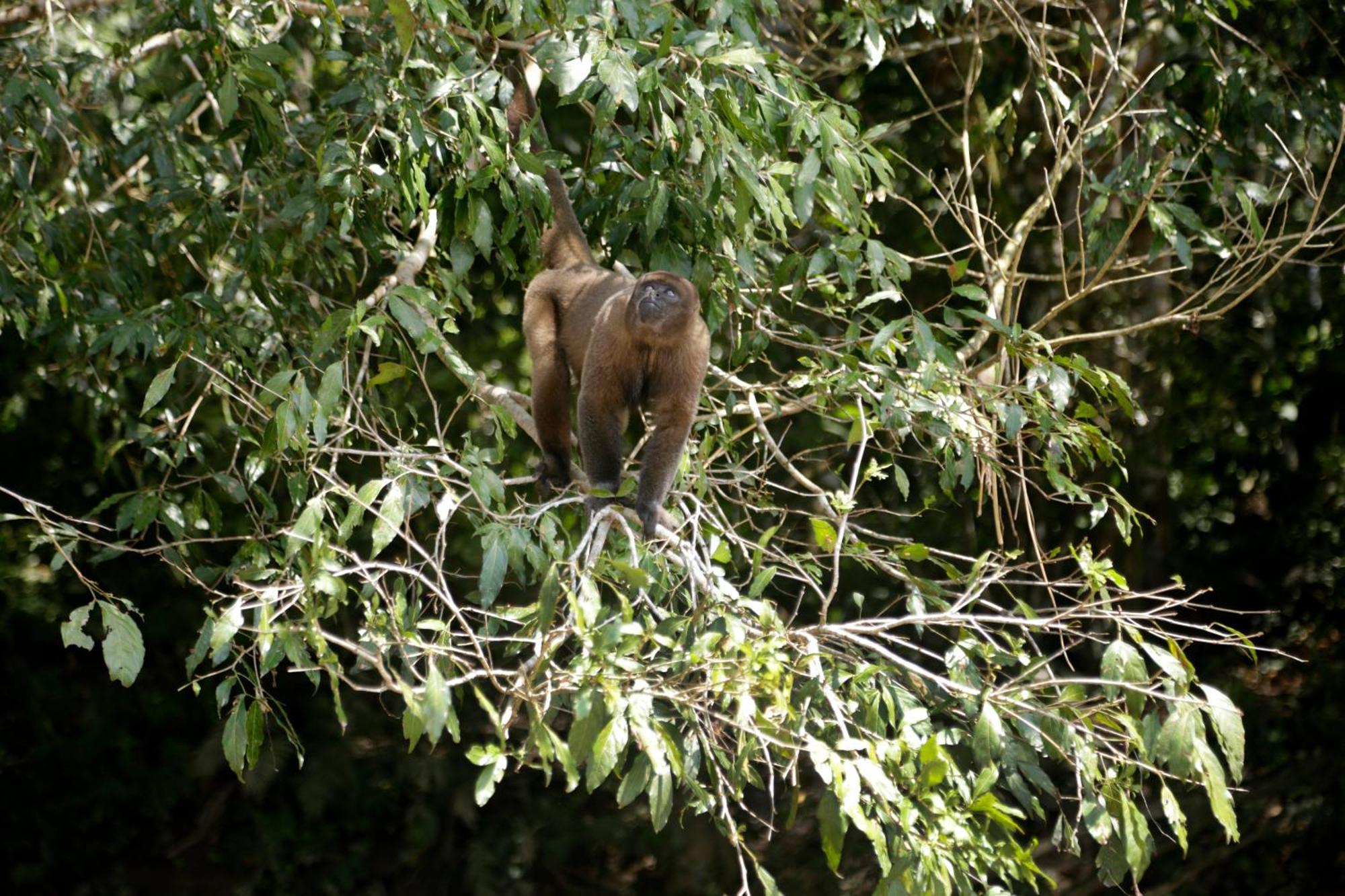 Misahualli Amazon Lodge Luaran gambar